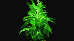 Wasser und Dünger statt Stromzähler: Der Kostenkniff hinter lebendem Straßenlicht