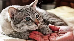 Wie sucht sich eine Katze ihren Menschen aus? Ein Experte nennt die wichtigsten Kriterien