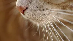 Nicht nur wegen der Schönheit: Darum brauchen Katzen ihre Schnurrhaare wirklich