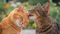 Geheimnisse des Katzenverhaltens: Wie das Geschlecht die Stimmung in der Wohnung verändert