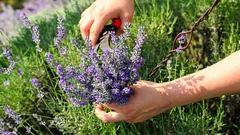 Vom Abfallkübel in den Garten: 3 Dünger, damit der Lavendel den ganzen Sommer über blüht